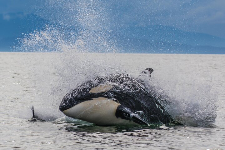 Whale-watching, Icy point, Hoonah , whales, Orca, killer-whales. - Photo 1 of 20